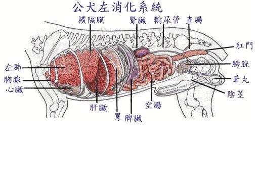 宠物呕吐会是胃炎吗怎么确定呢