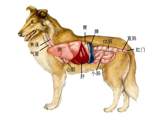 金毛内脏结构图图片