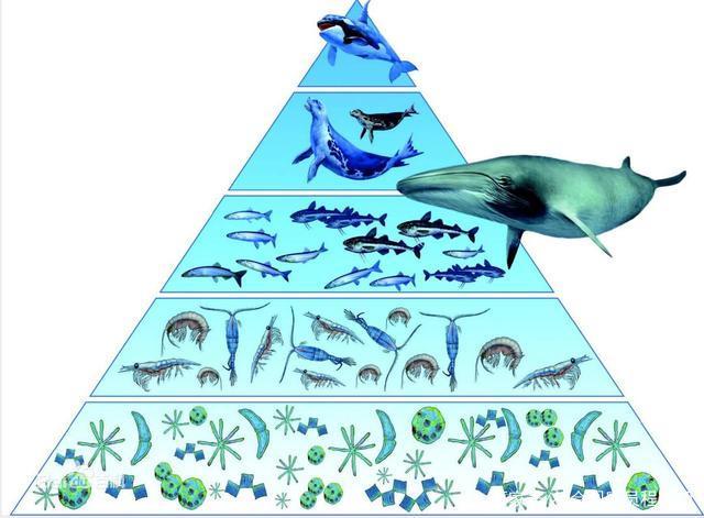 海洋生物链图示图片